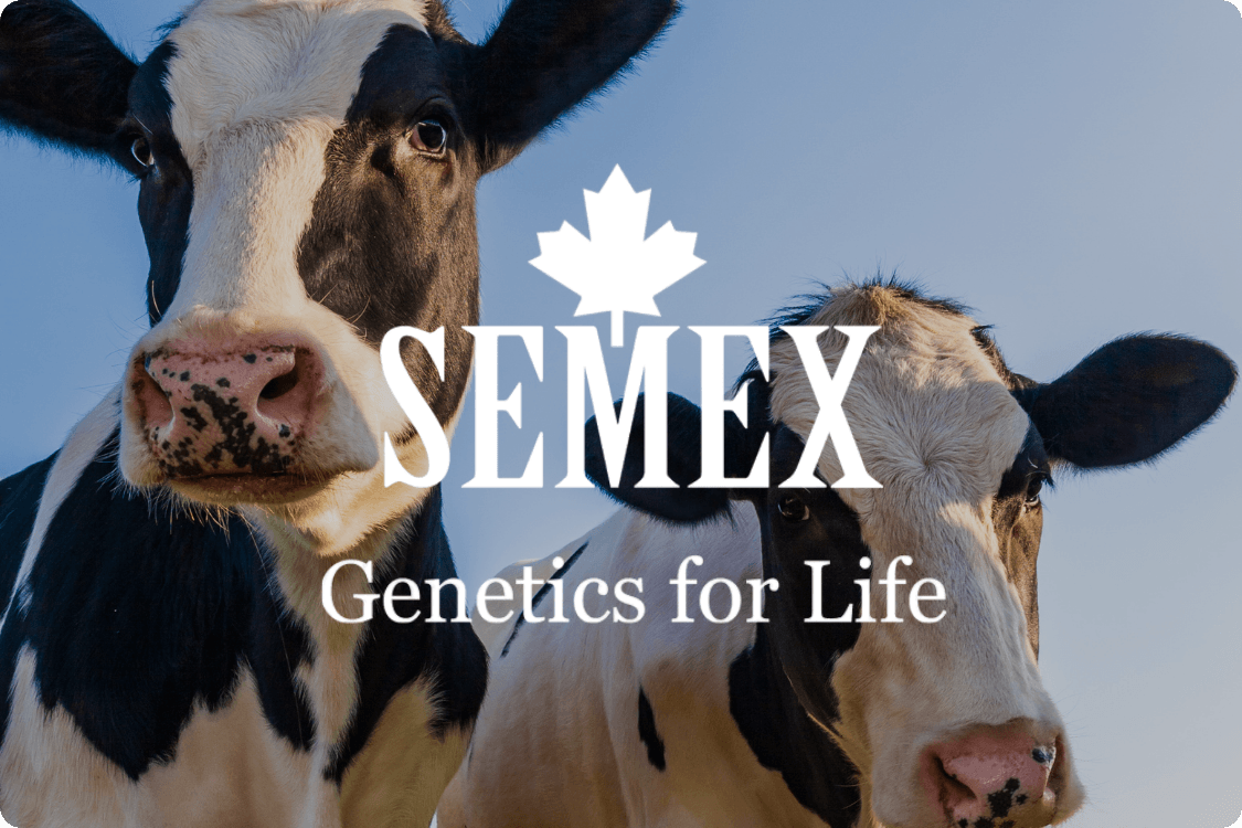 Semex - Case Study Card