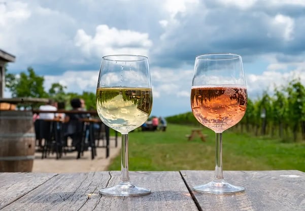 sparkling wine and spirit on vineyard in summer