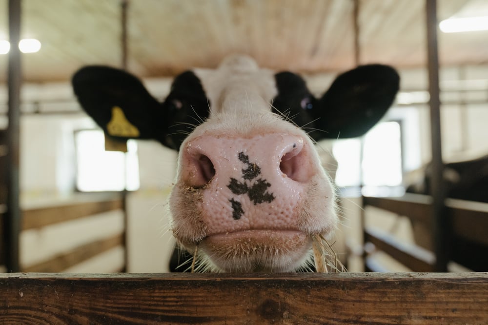 Cloud Migration for Canadian Dairy Industry