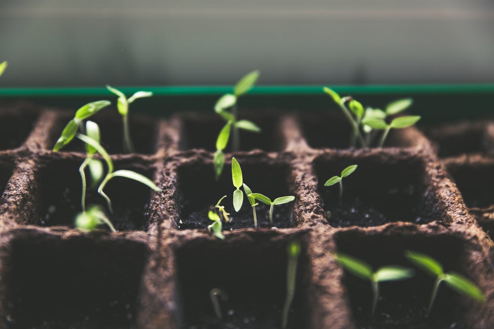 plants growing 
