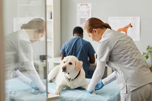 vet-services-automation